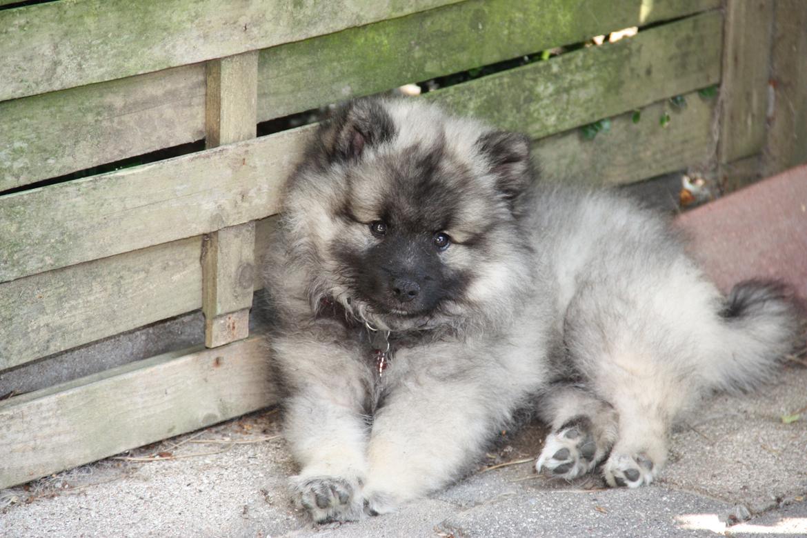 Keeshond Molly - som hvalp billede 1