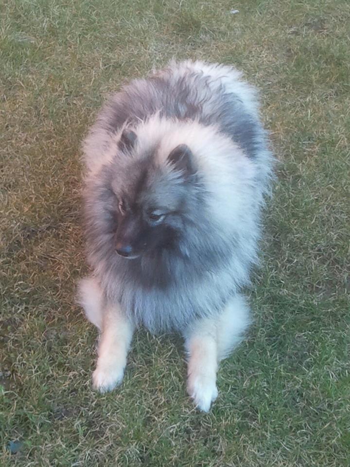 Keeshond Molly billede 2
