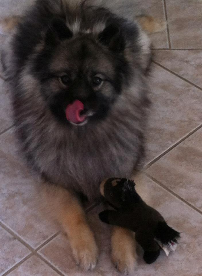 Keeshond Molly - "lækkert" legetøj ;) billede 3