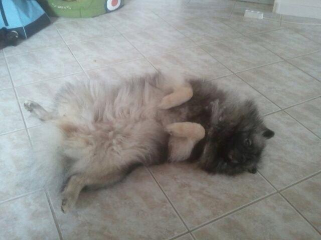 Keeshond Molly - nu er vi død  billede 4