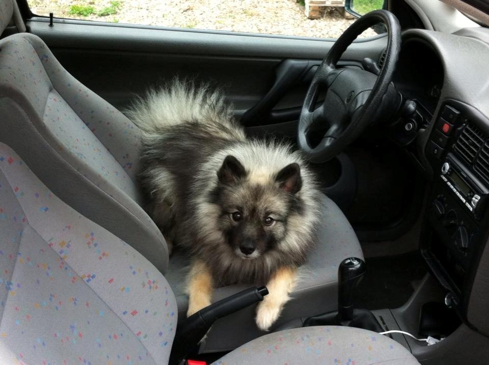 Keeshond Molly - hjælper med at gøre bil rent billede 6