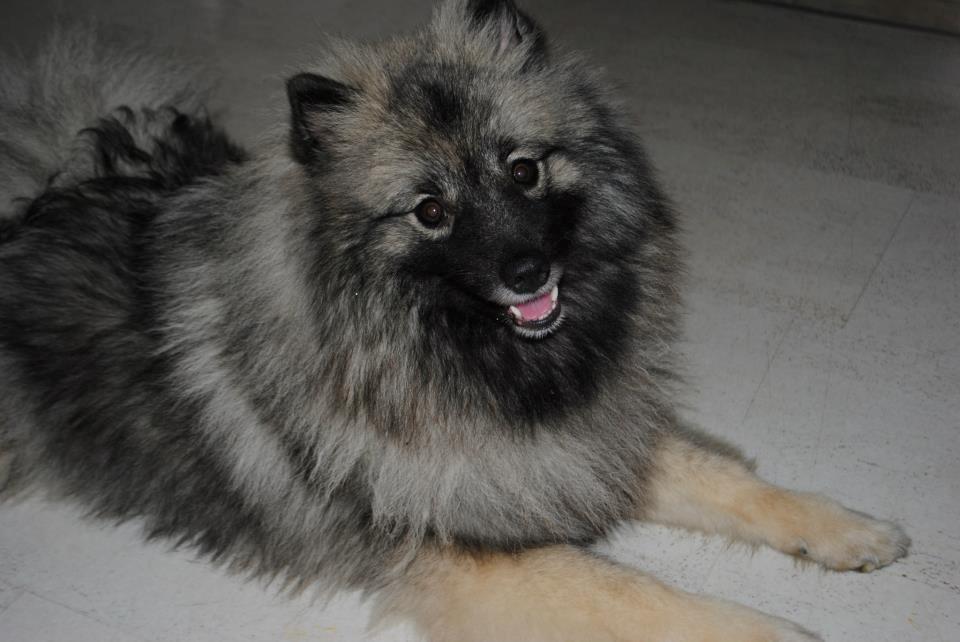 Keeshond Molly billede 7