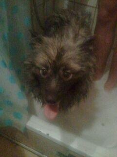 Keeshond Molly - en tur i bad billede 10