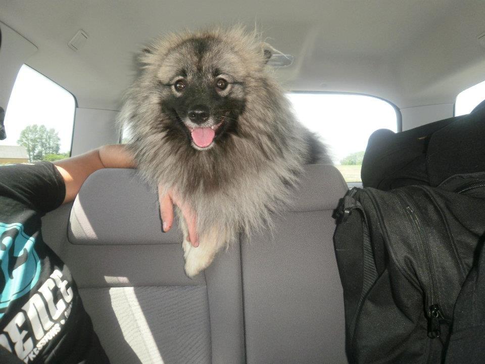 Keeshond Molly billede 9