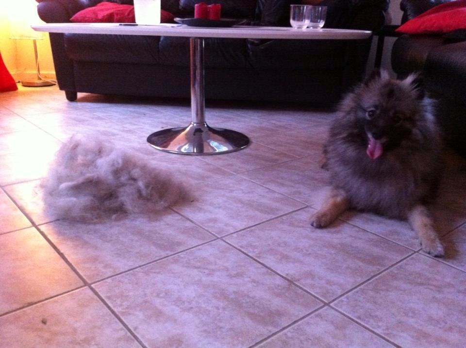 Keeshond Molly - en gang efter børstning billede 11