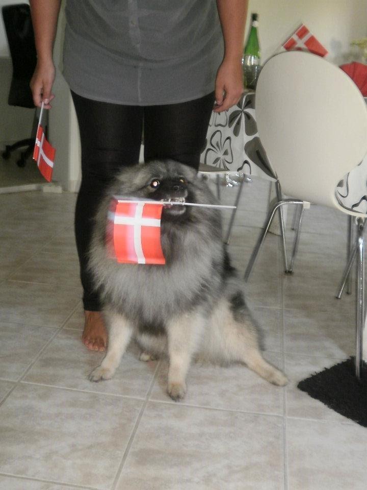 Keeshond Molly - fødselsdag billede 14