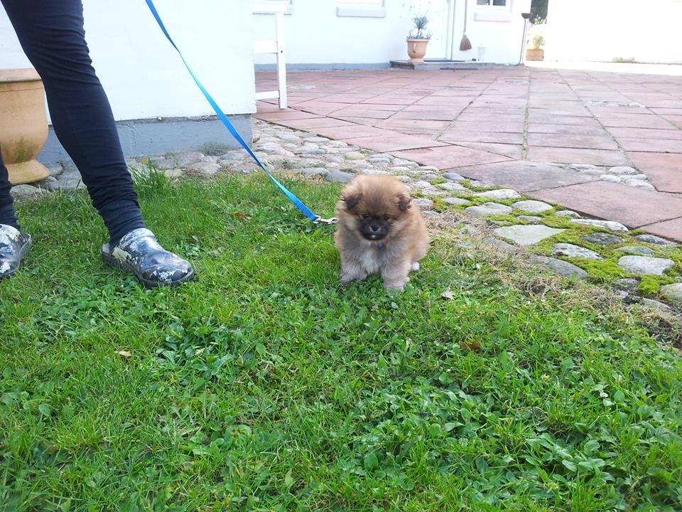 Pomeranian Basse billede 13