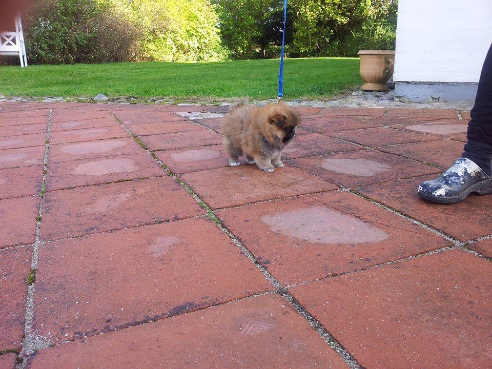 Pomeranian Basse billede 14