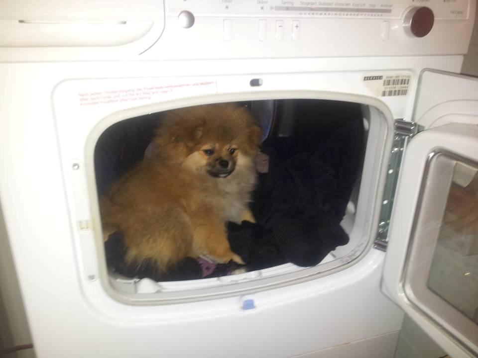 Pomeranian Basse billede 15