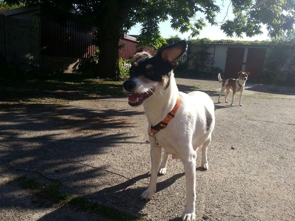 Blanding af racer Mischa - Mischa nyder det gode vejr.  billede 1