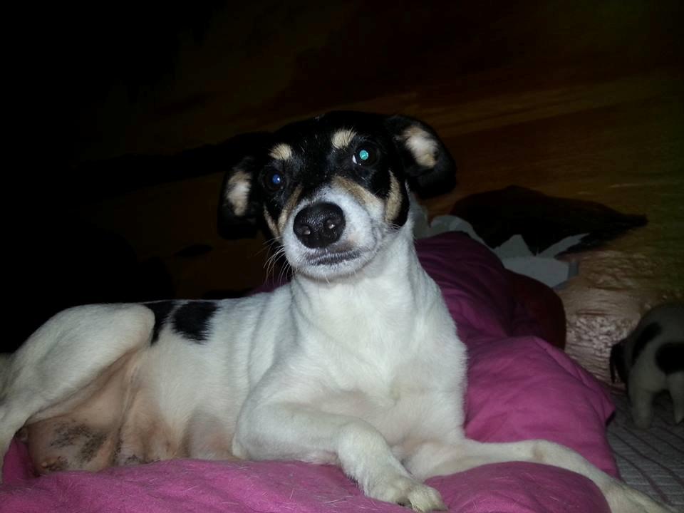 Blanding af racer Mischa billede 2