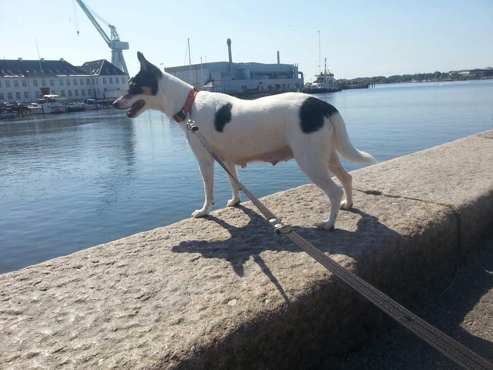 Blanding af racer Mischa - Skøn udsigt over havnen.  billede 3