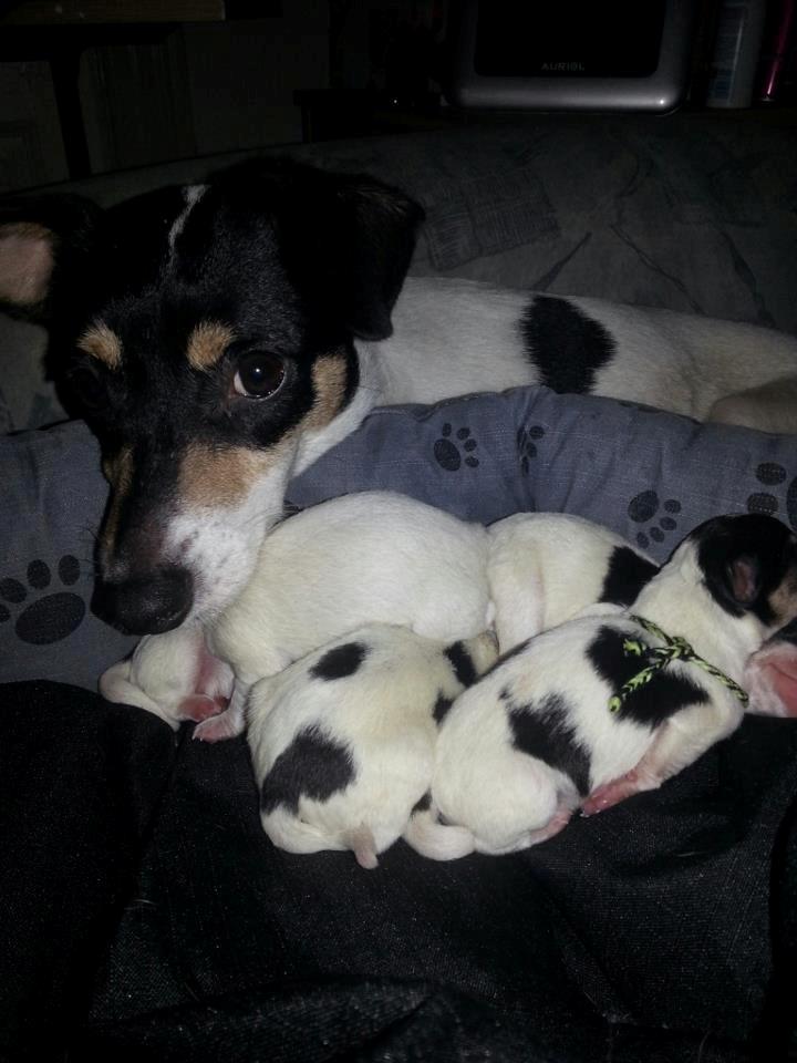 Blanding af racer Mischa - Holder øje med de små, mens tæpperne i kurven skiftes.  billede 4