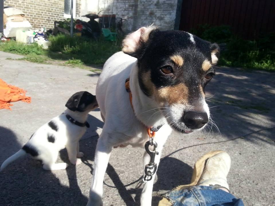 Blanding af racer Mischa - Dejligt at se glæde i hendes øjne. <3  billede 5