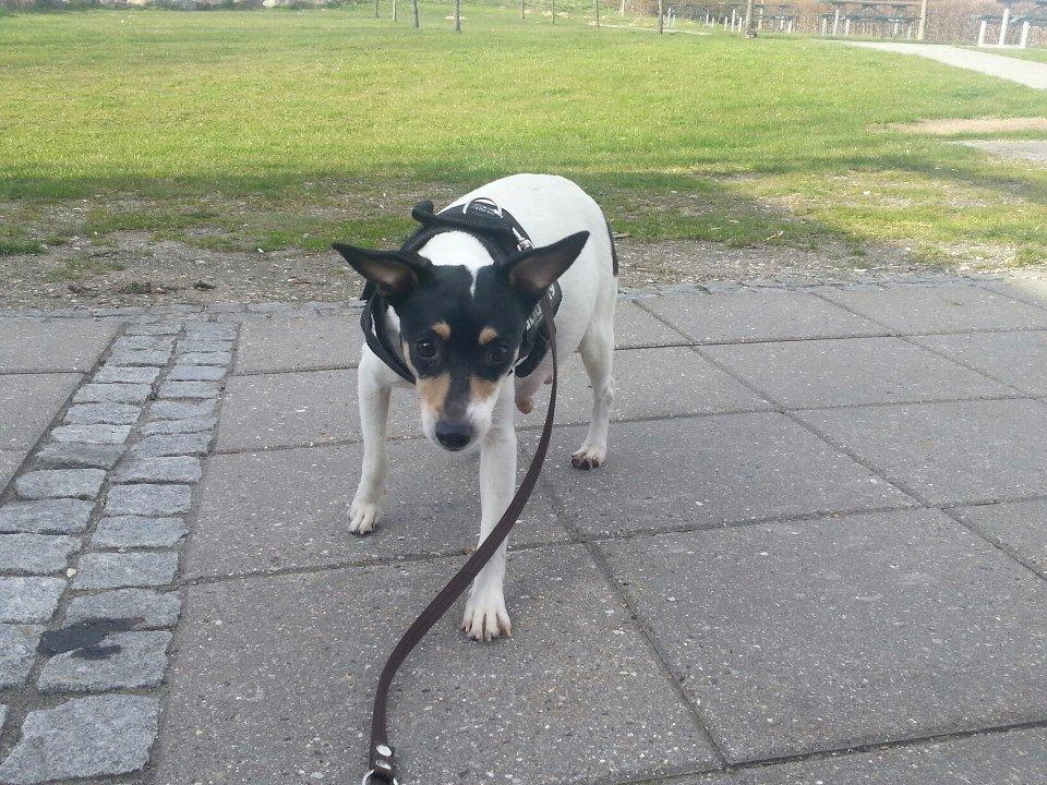 Blanding af racer Mischa - "Tissepause" på vej hjem fra Rødovre, den dag jeg hentede hende. billede 6