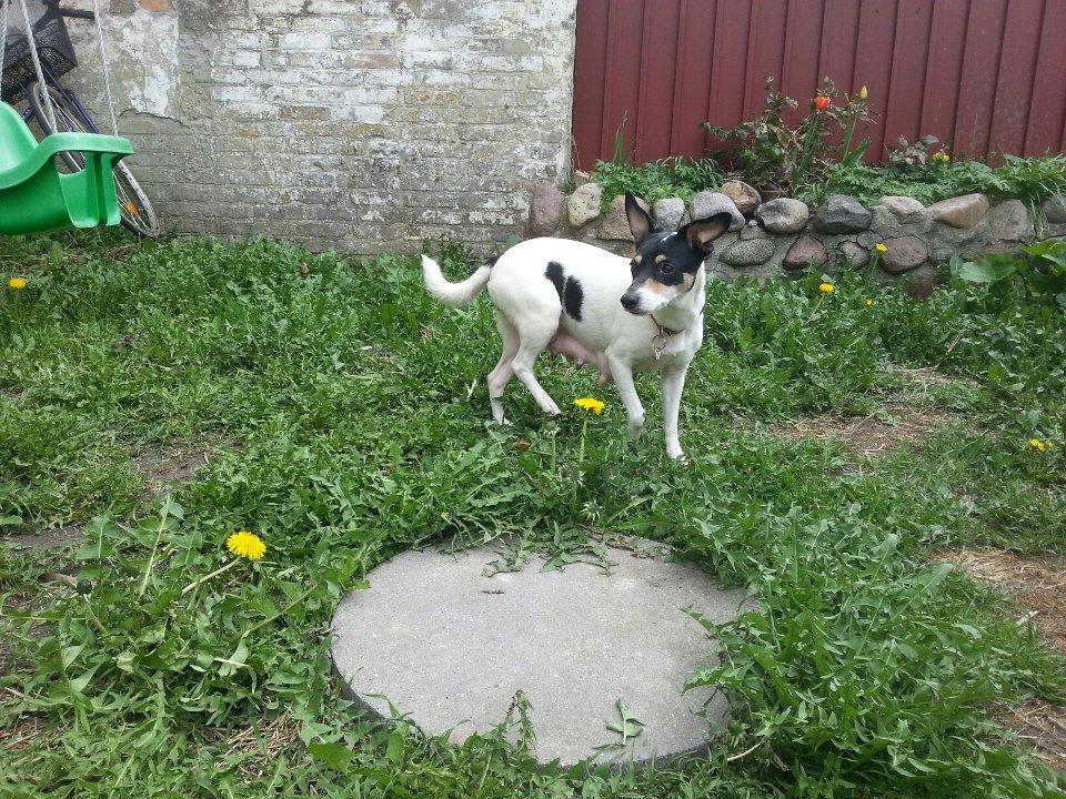 Blanding af racer Mischa billede 7