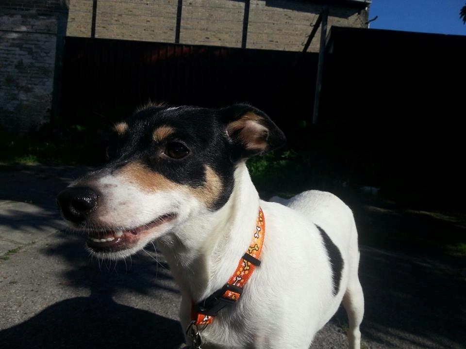 Blanding af racer Mischa - <3  billede 8