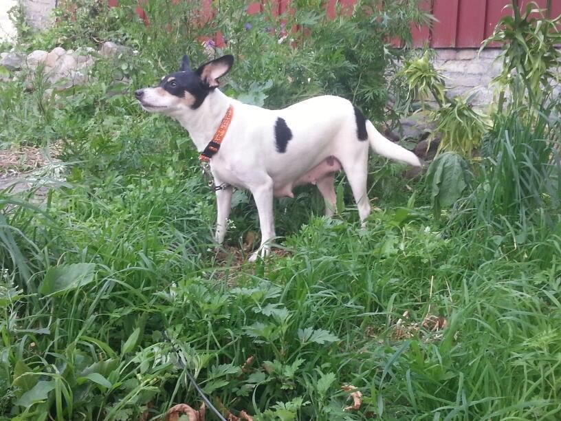 Blanding af racer Mischa - Smukke tøs. <3  billede 9