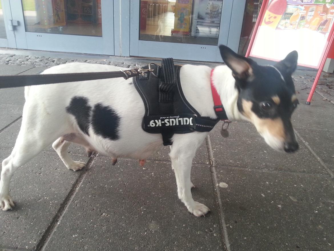 Blanding af racer Mischa - På vej hjem fra Rødovre, lige da hun blev hentet.  billede 11