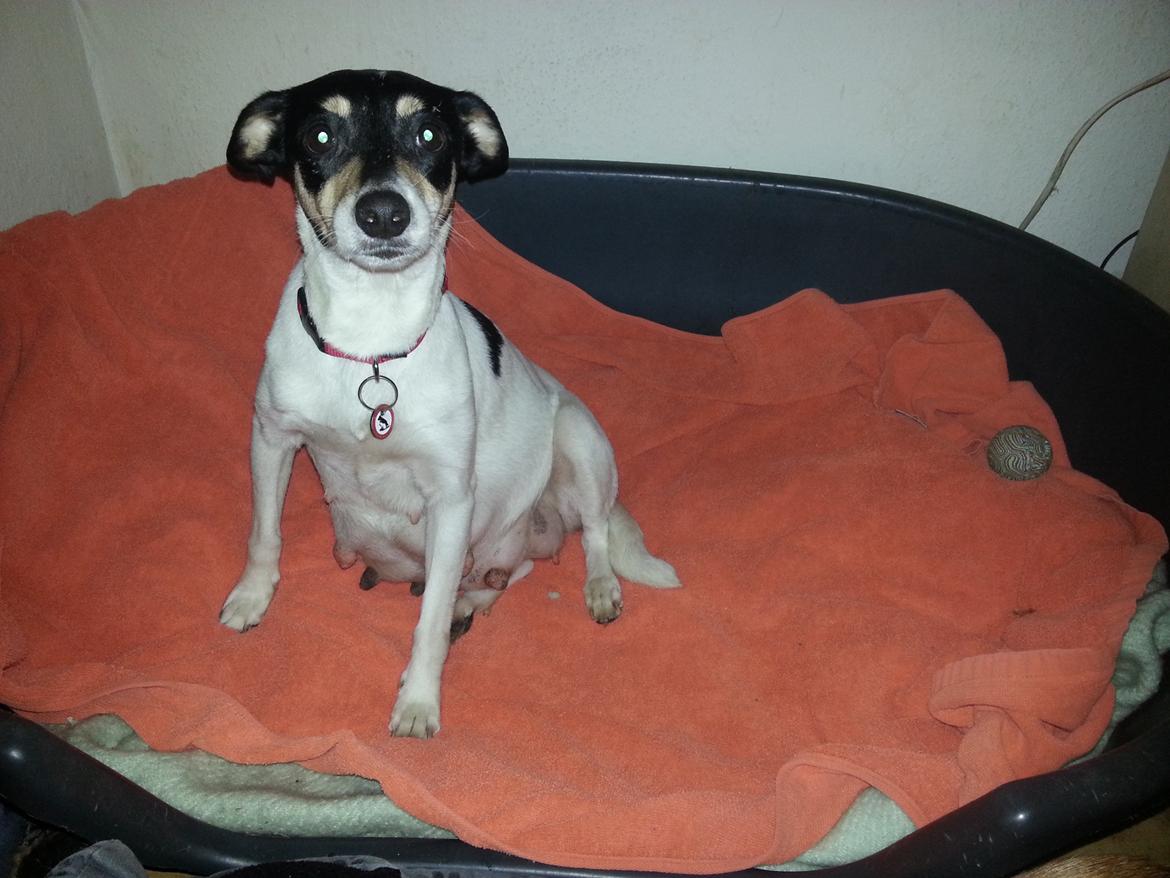 Blanding af racer Mischa - Dagen efter hun var kommet herhjem, stadig ikke helt tryg.  billede 12