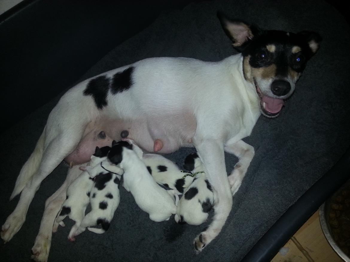 Blanding af racer Mischa - Hele "familien". 

Hvil i fred, Ronja, Robin, Ringo & Rollo. <3  billede 13