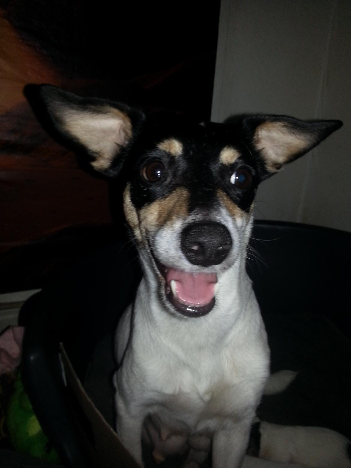 Blanding af racer Mischa - Så glad er hun blevet efter kort tid her. <3  billede 14