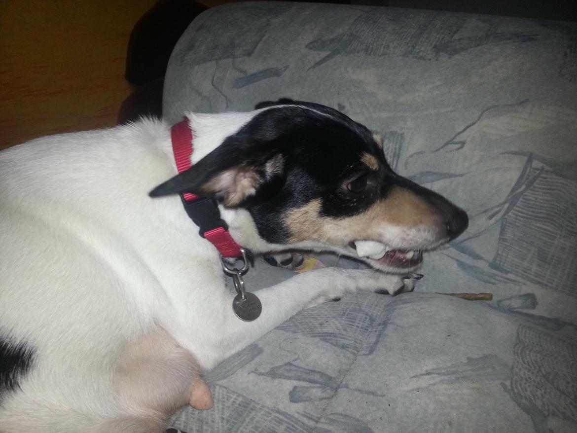 Blanding af racer Mischa billede 15