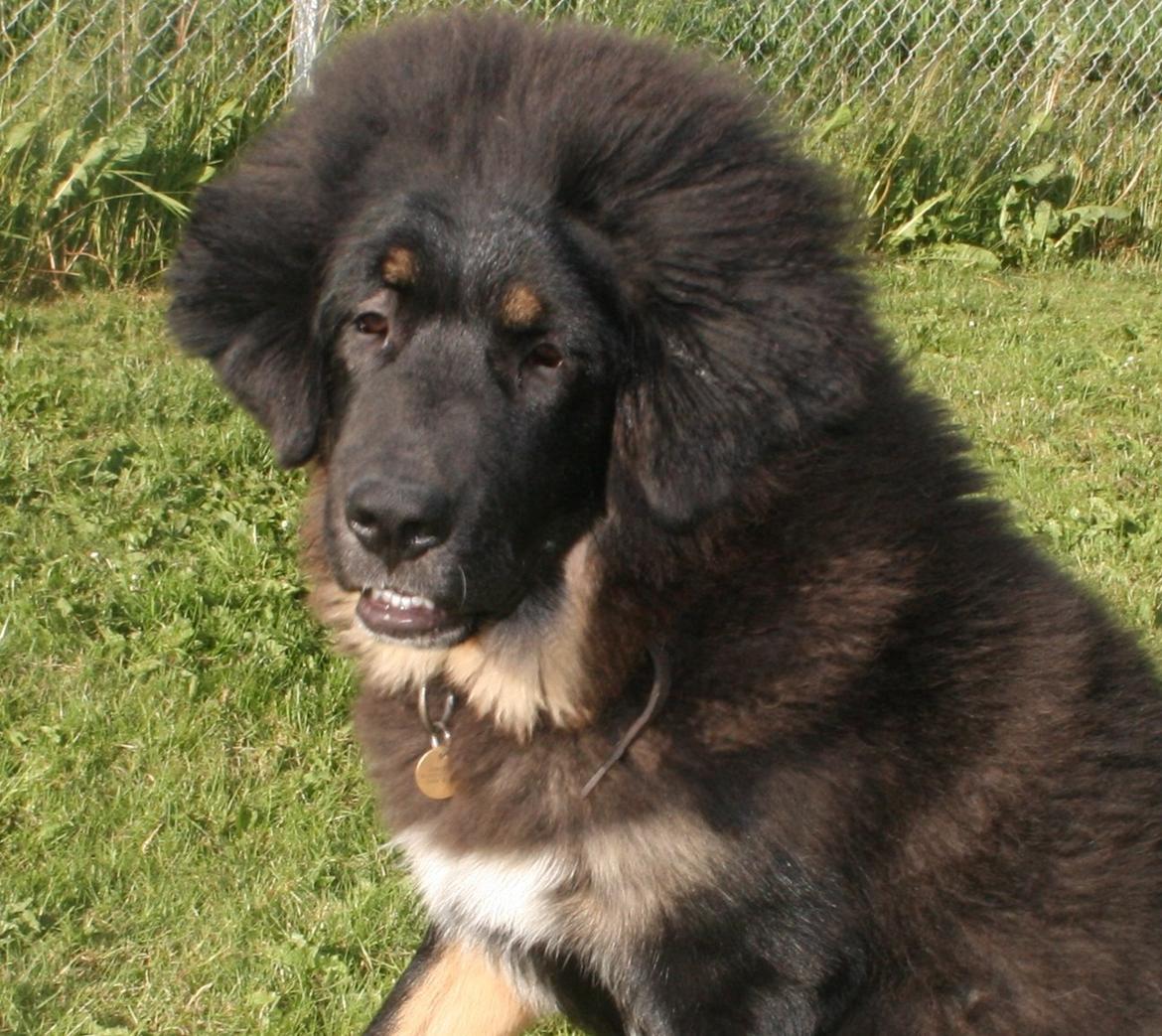 Tibetansk mastiff Ozzy - 5½ måneder... vokser hurtigt i øjeblikket! billede 10