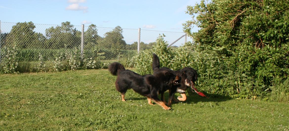 Tibetansk mastiff Ozzy - Det er MIN!! billede 9