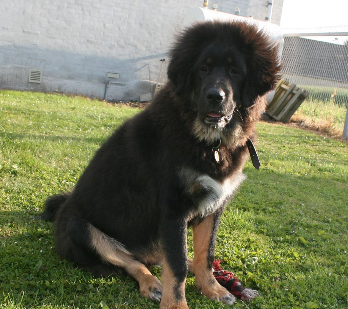 Tibetansk mastiff Ozzy - Bad hair-day??? billede 8