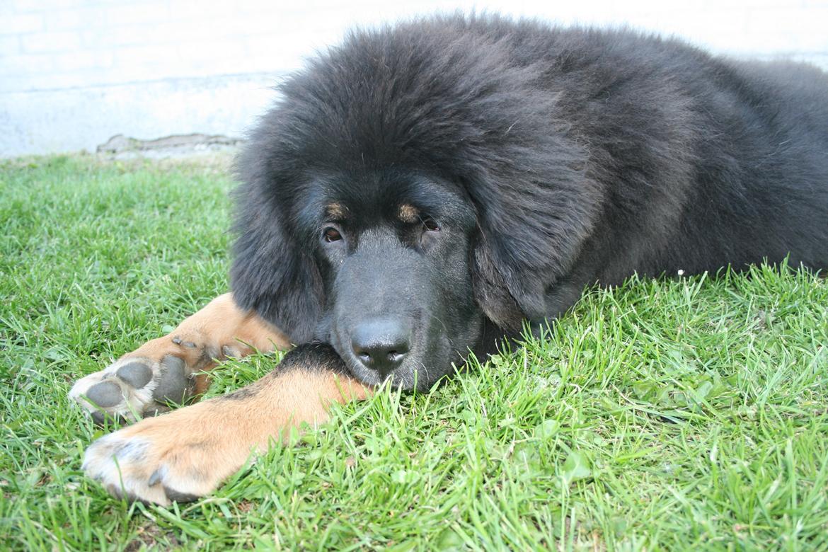 Tibetansk mastiff Ozzy - Bare mig - Ozzy billede 11