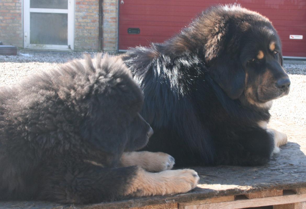 Tibetansk mastiff Saga billede 21