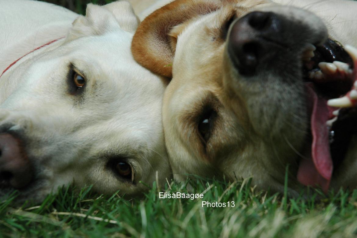 Labrador retriever Senta [BABY] billede 1