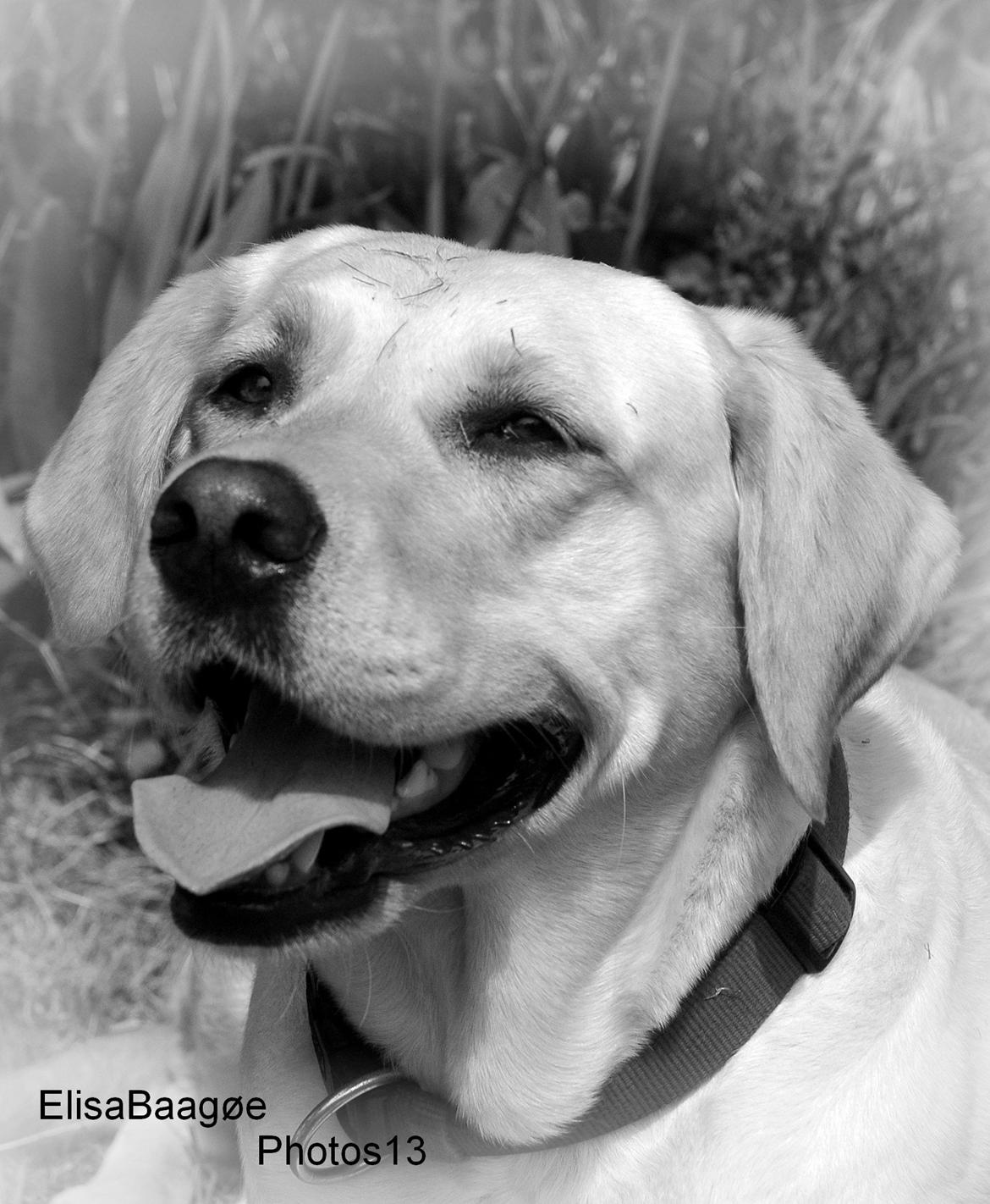 Labrador retriever Senta [BABY] billede 19