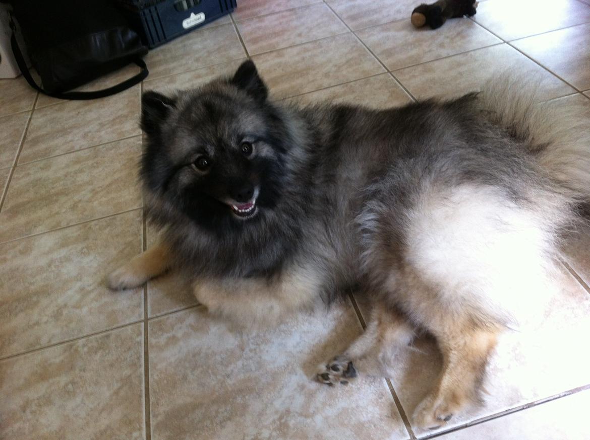 Keeshond Molly billede 5