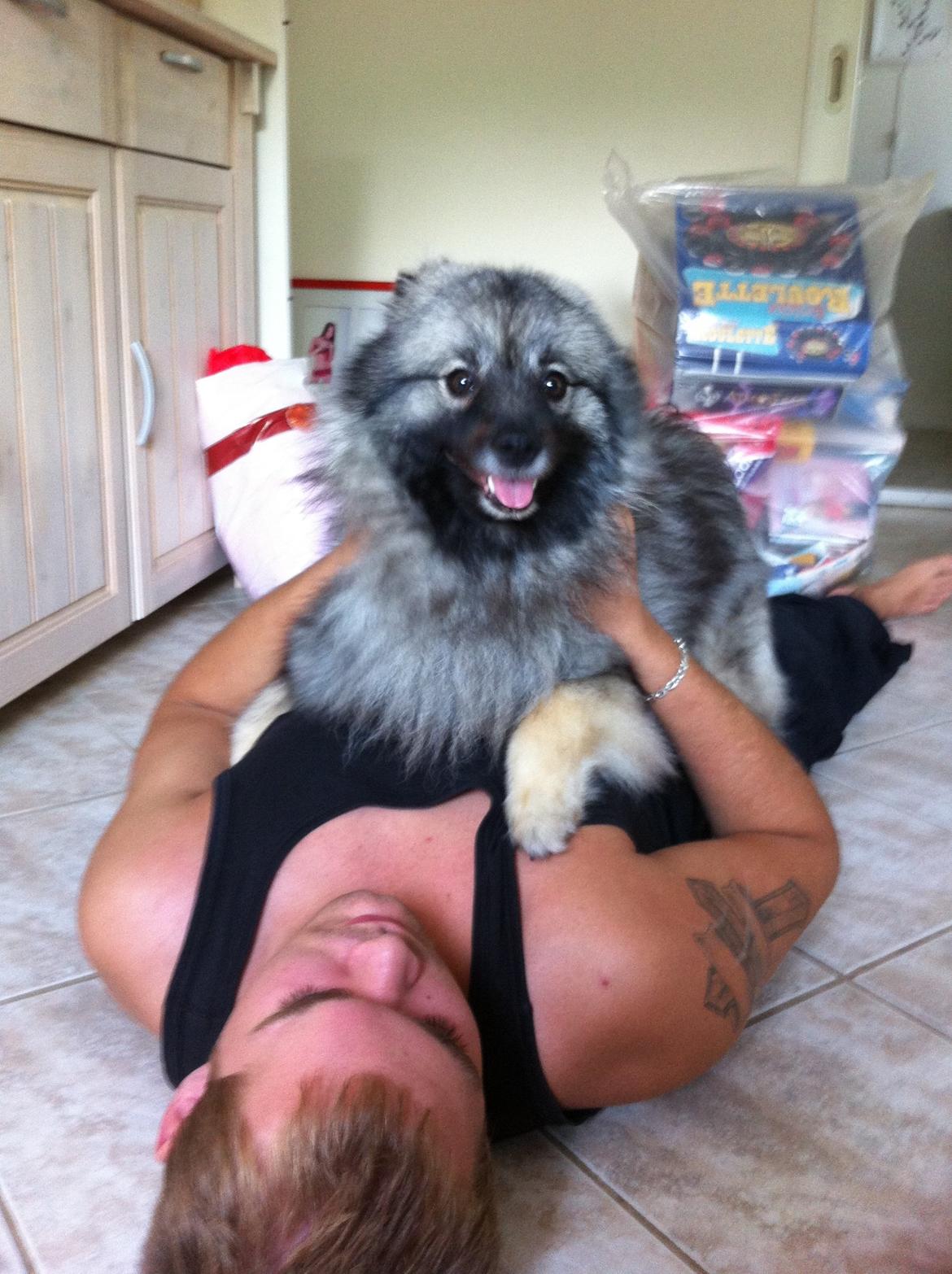 Keeshond Molly billede 8