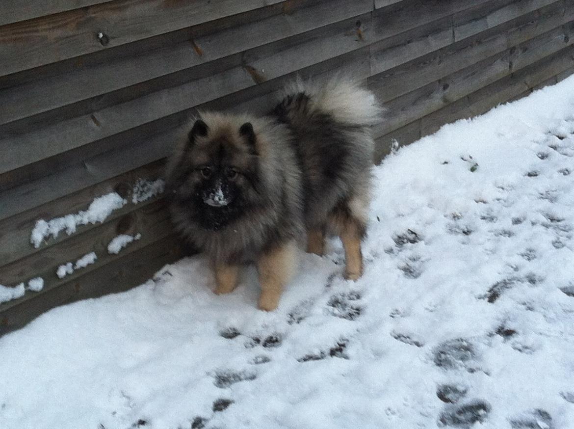 Keeshond Molly billede 13