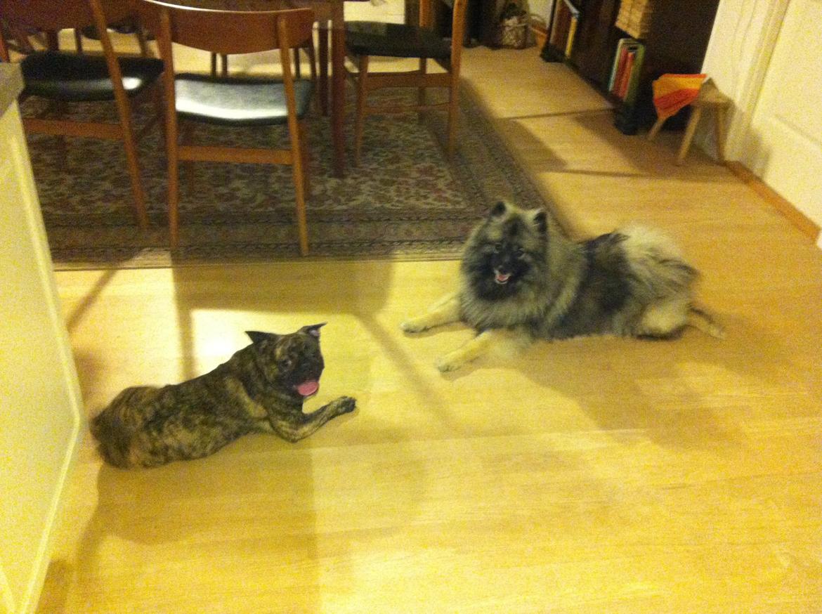 Keeshond Molly billede 15