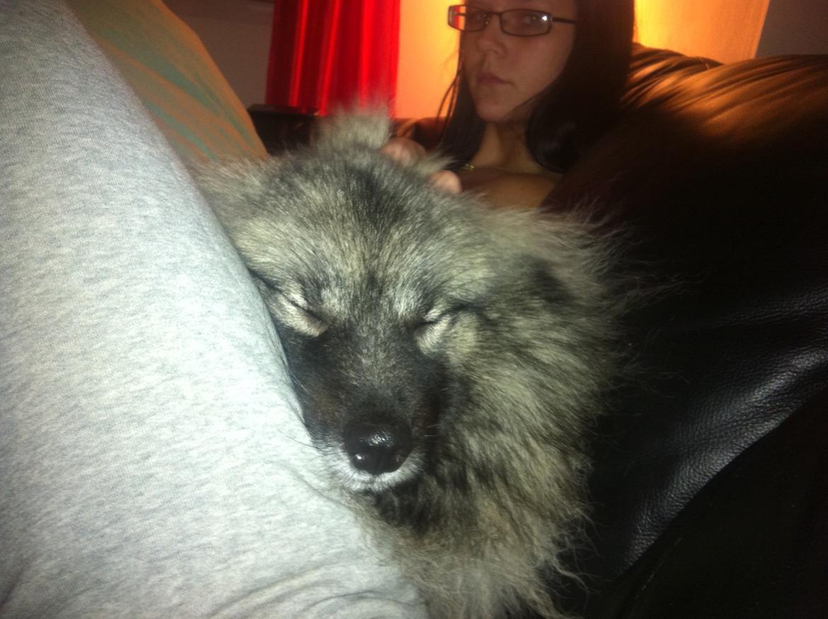 Keeshond Molly billede 12