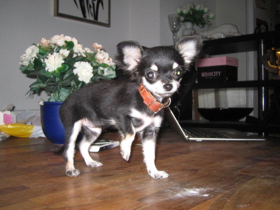 Chihuahua Rotte billede 5