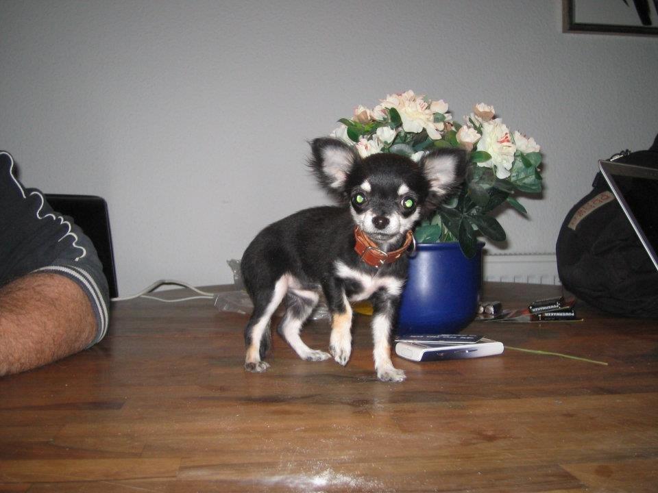 Chihuahua Rotte billede 6