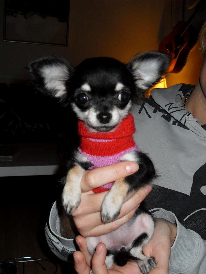 Chihuahua Rotte billede 7