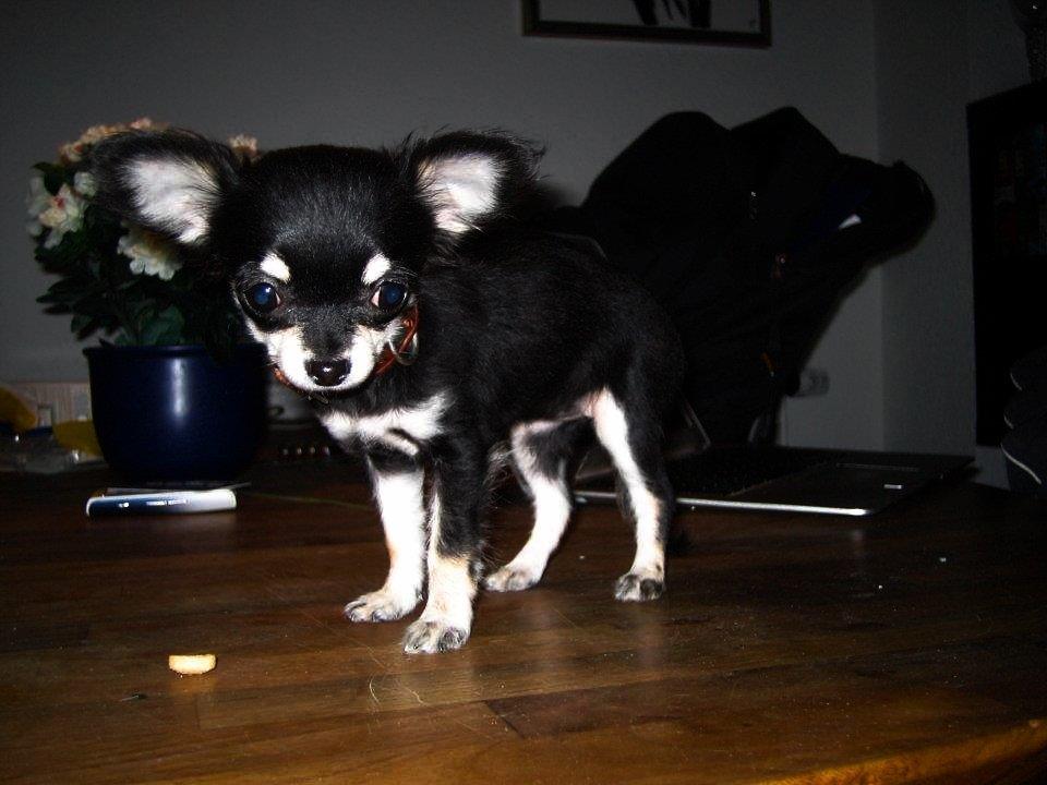 Chihuahua Rotte billede 4