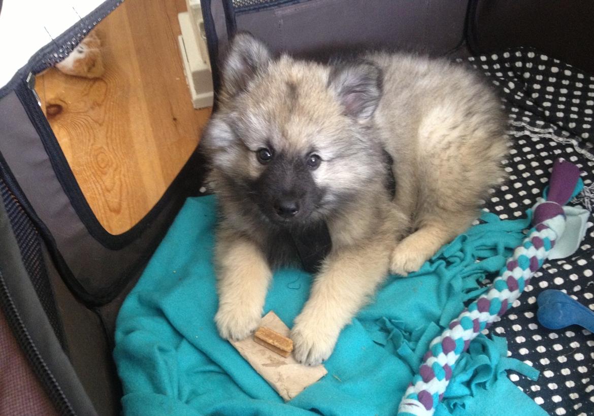 Keeshond Wenkje's Orix Aske  billede 1