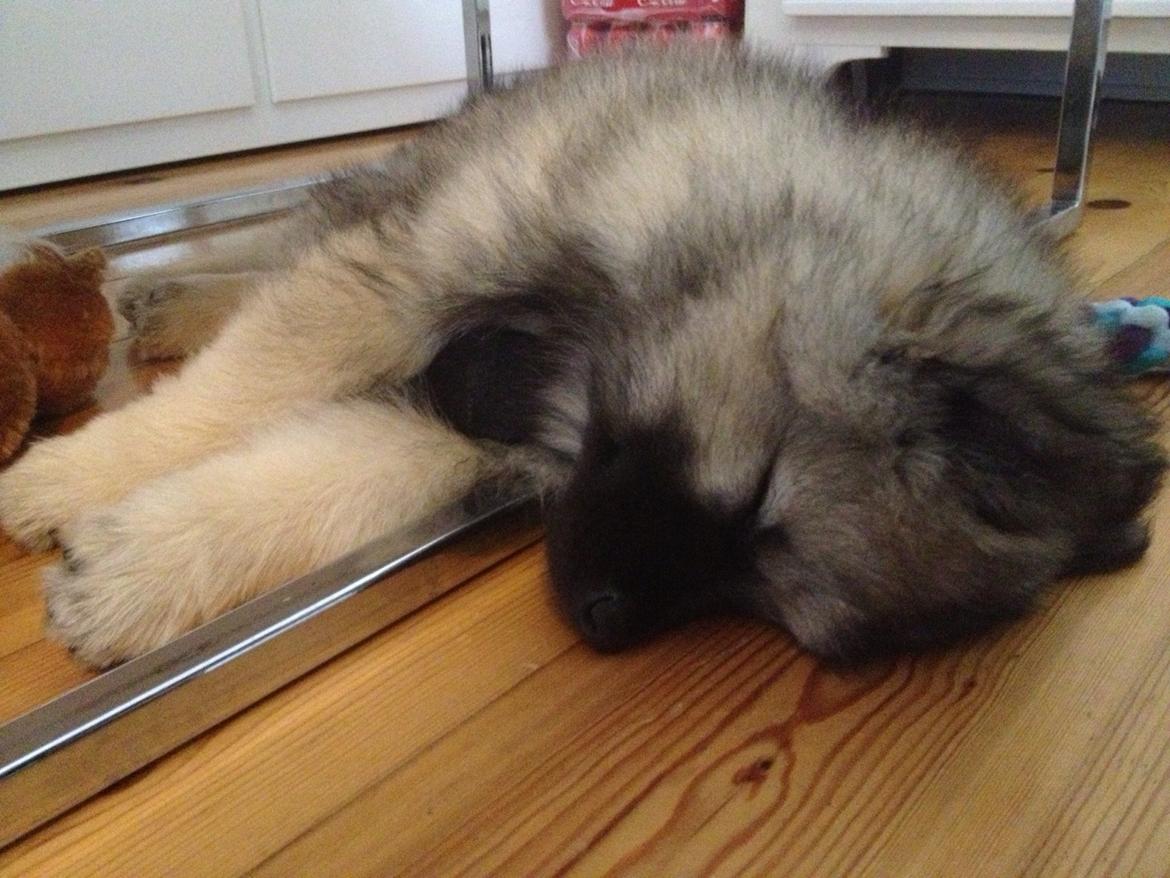 Keeshond Wenkje's Orix Aske  billede 2