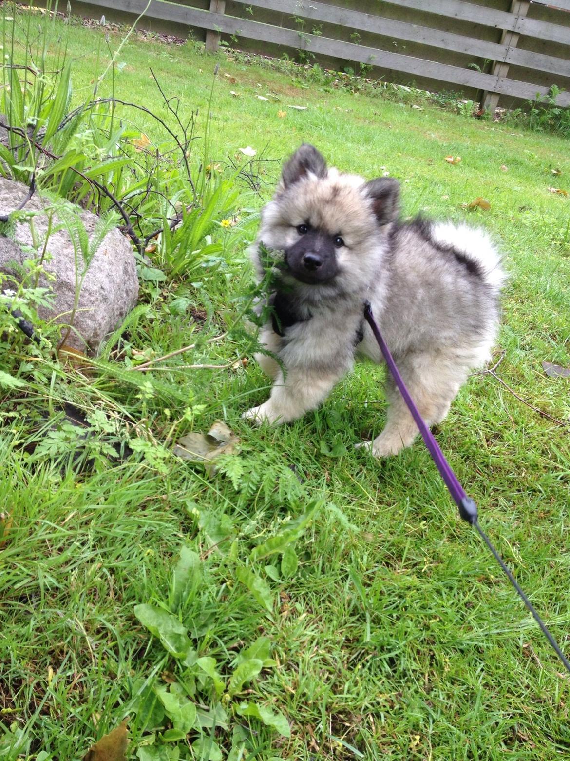 Keeshond Wenkje's Orix Aske  billede 3