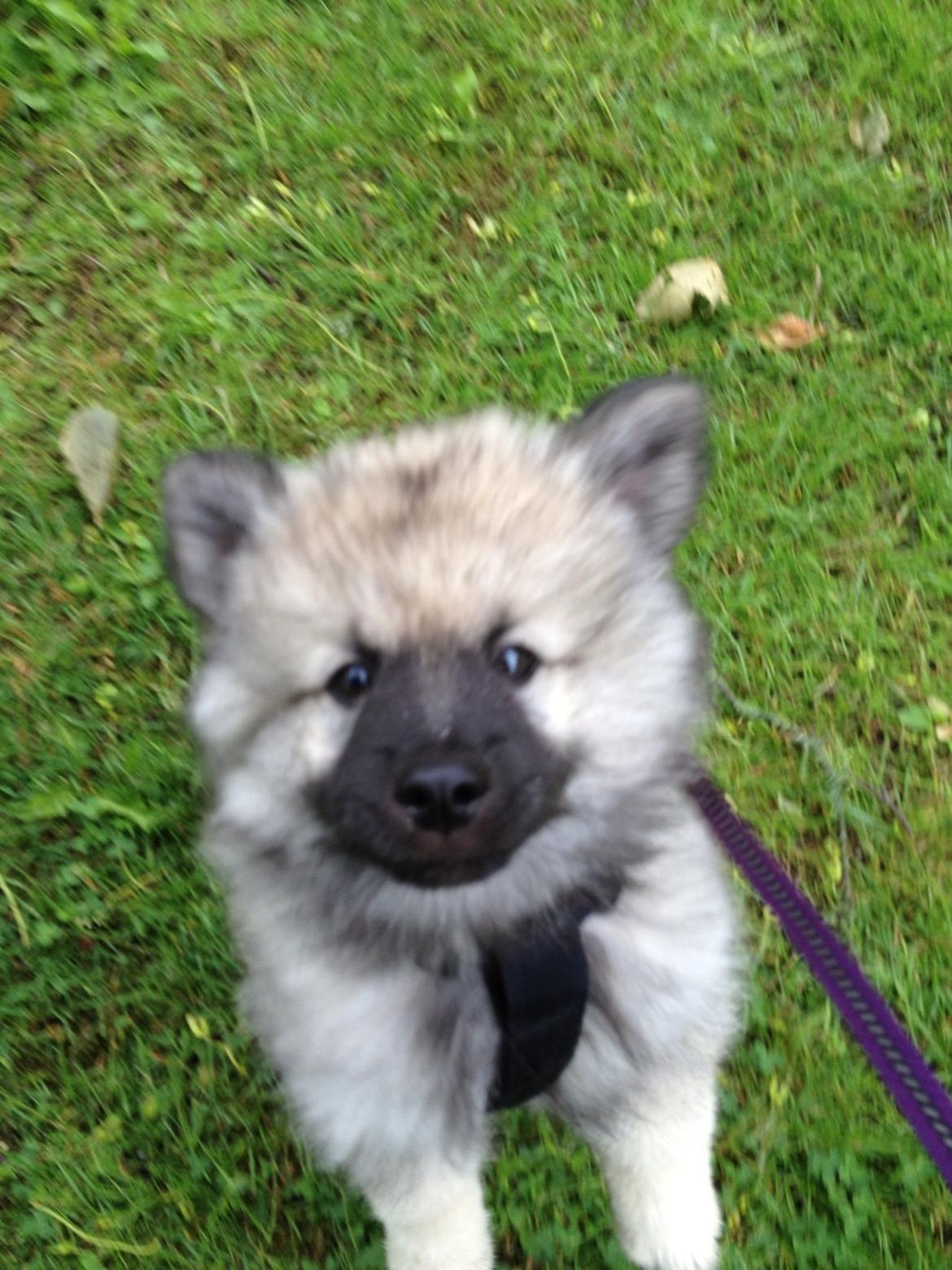 Keeshond Wenkje's Orix Aske  billede 4