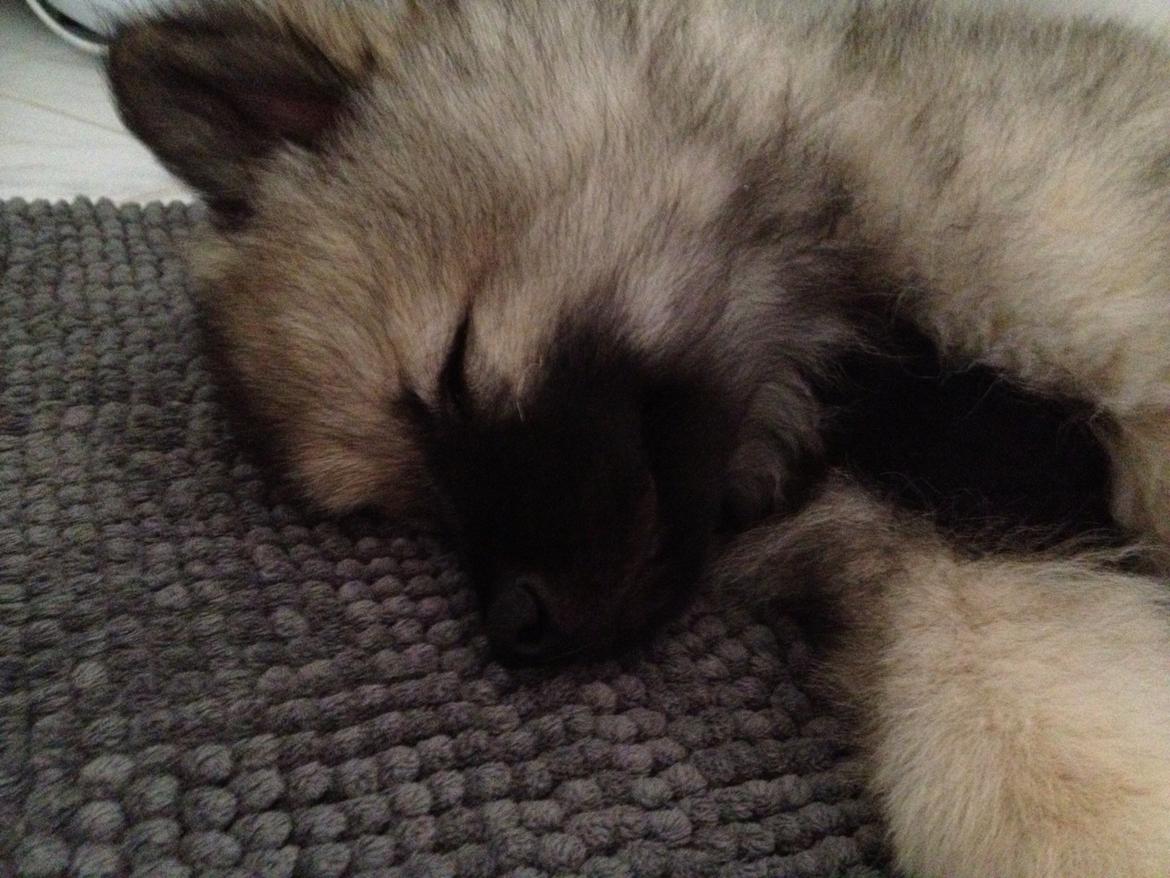 Keeshond Wenkje's Orix Aske  billede 5
