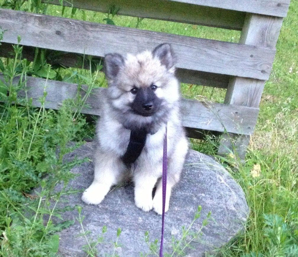 Keeshond Wenkje's Orix Aske  billede 6