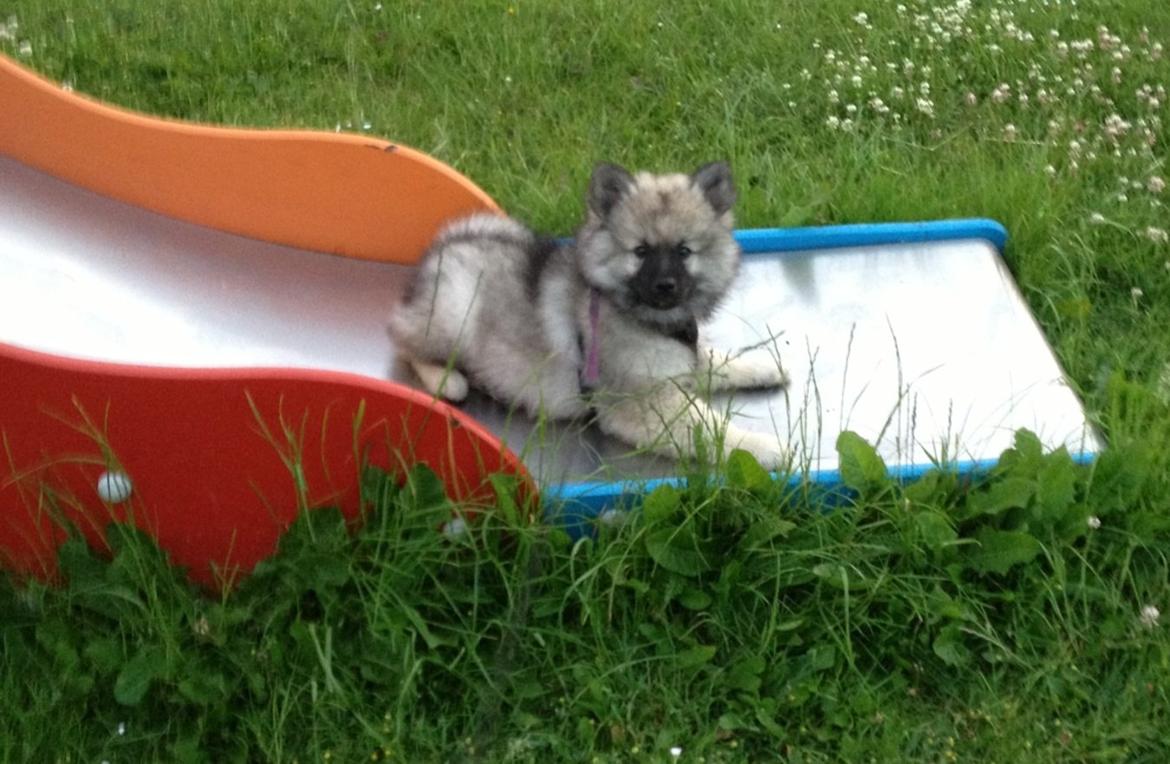 Keeshond Wenkje's Orix Aske  billede 7